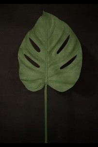 **NEW** TROPICAL LEAF [FF705191]